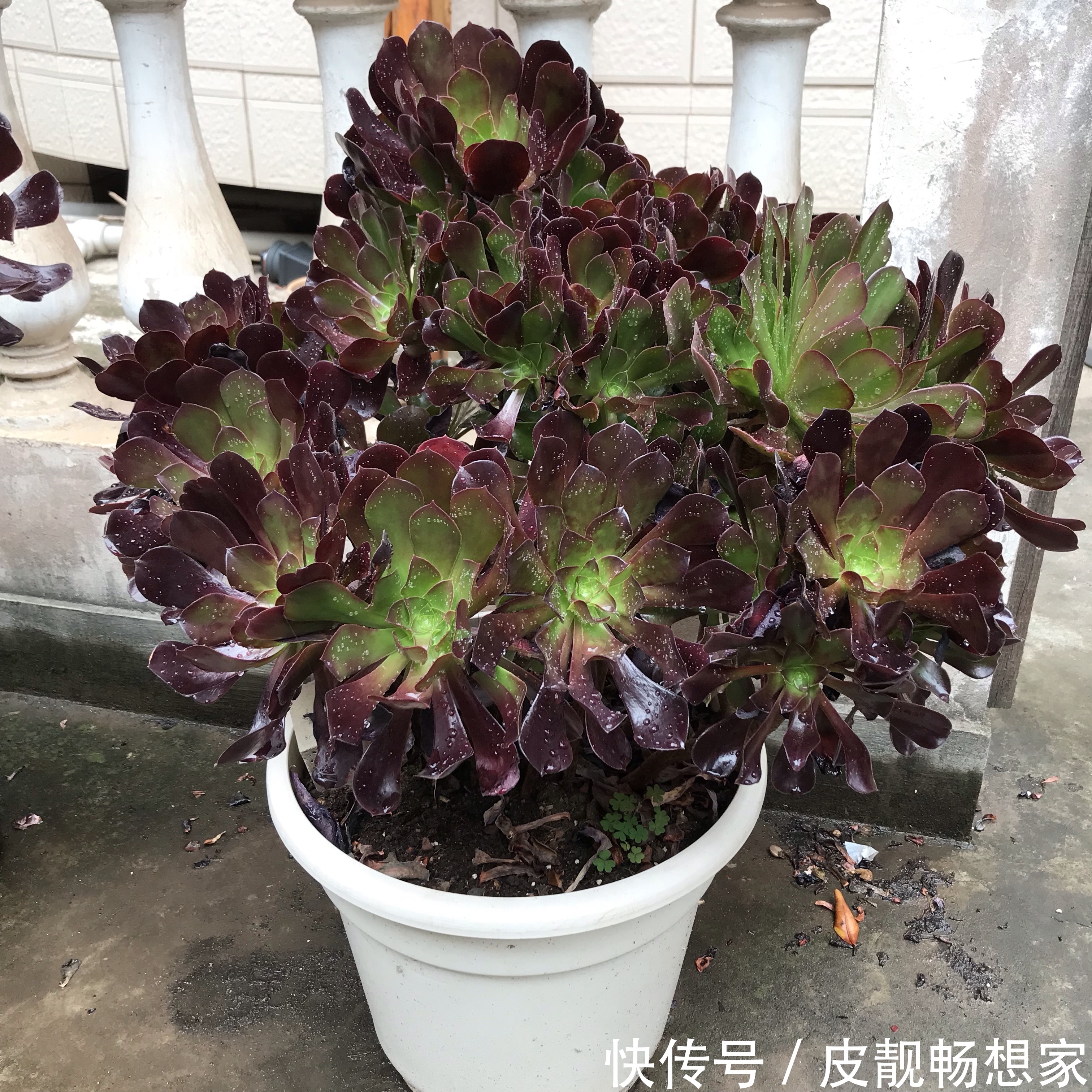 秋季养多肉爆盆技巧，不要犯了3个错，多肉长成大老桩