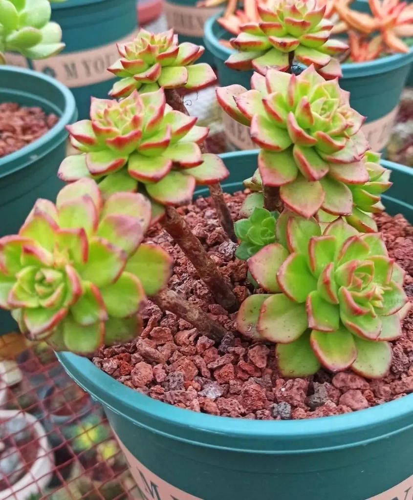 拼盘|多肉养在大盆里,就是豪横霸气,棵棵大得像白菜