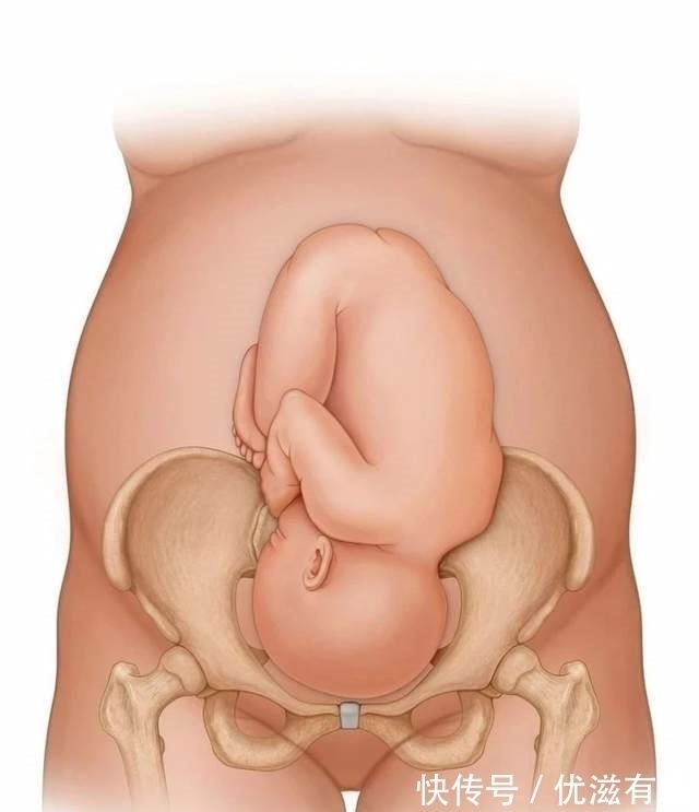 髋骨|同样是哺乳动物,为什么只有人类,生孩子会疼得撕心裂肺?