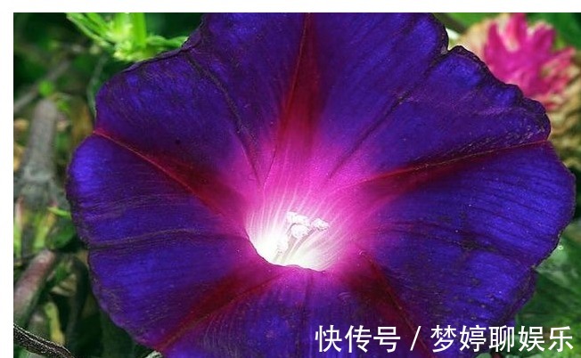 盆栽|把以下叶子随手插土里，两周长出一盆少见的盆栽，花朵比叶子好看