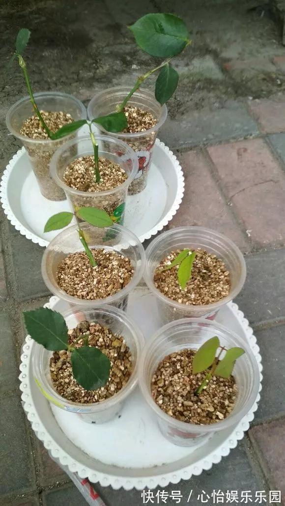 路边一堆“名贵花”，丢人也要捡，捡回家养2个月就开花！