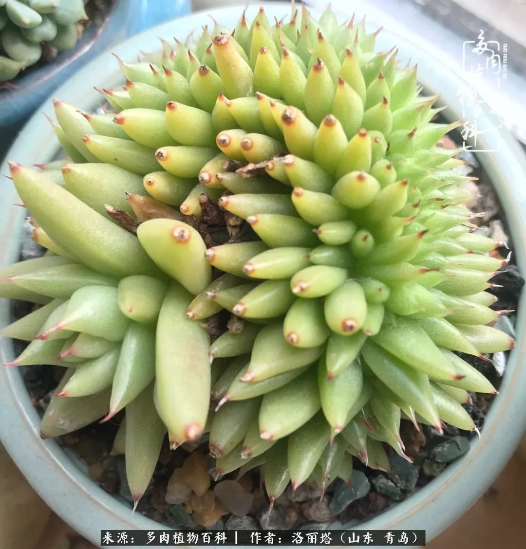 我和我的“多肉恋人”,怎么样有没有惊艳到你!