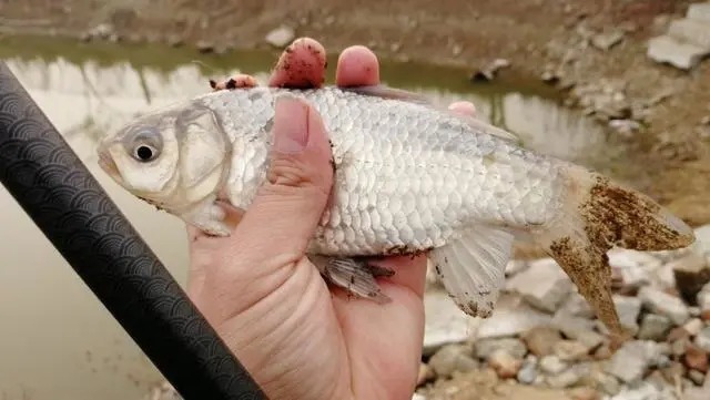 天总|冬钓鲫鱼把握方法和时机，这4点就足够你狂拉大鱼，一定要记牢！