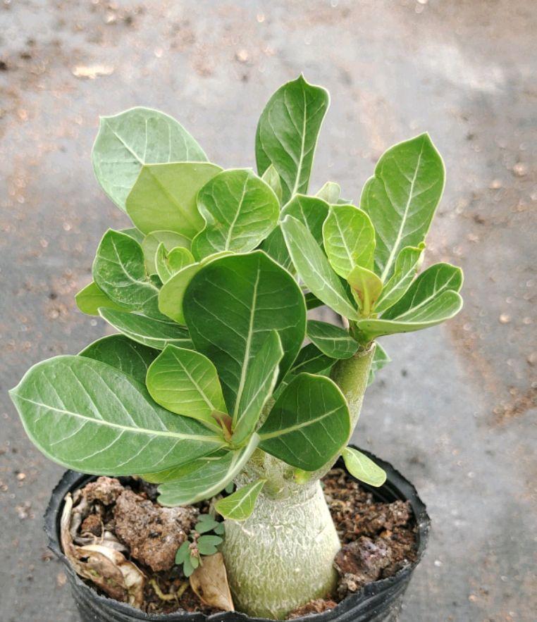 7种“娇气花”，10度还不拿屋里去，几天就冻死，只剩空花盆