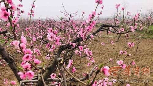 春天来看花