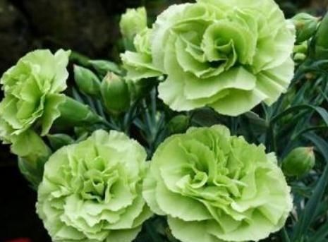 牡丹|养盆康乃馨,10天一口“花激素”,花大、颜色亮,美过“大牡丹”