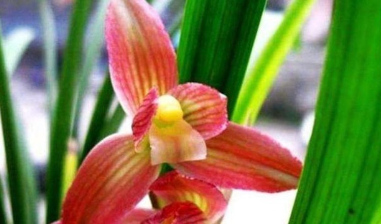 兰花施什么肥好记住此3种营养素的作用,兰花施肥恰到好处