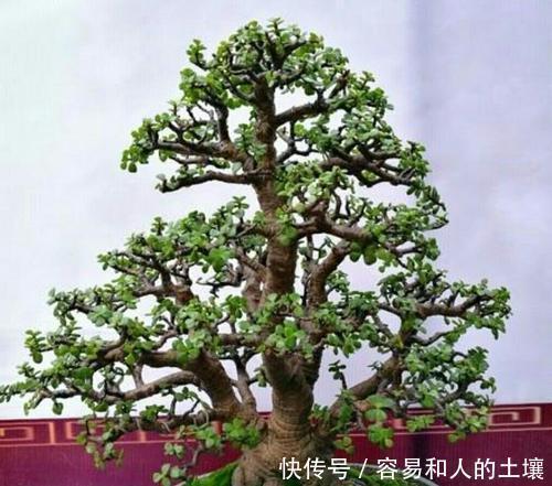 施肥|金枝玉叶有四怕,避免四点,养护金枝玉叶不再难