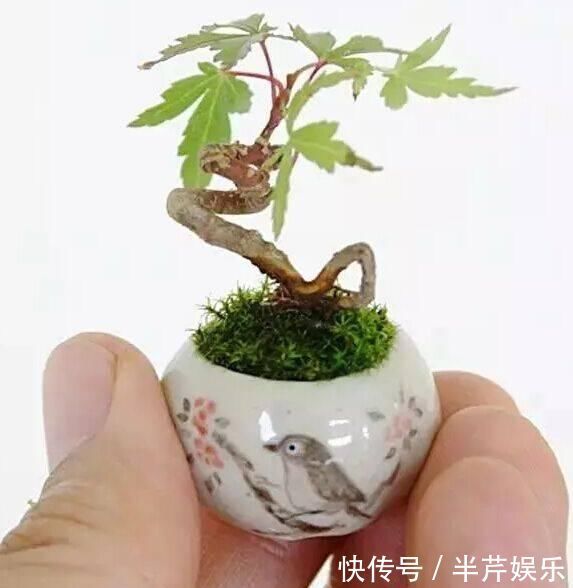 微型盆景的特点是小巧玲珑,占空间很少,四步让你学会制作微型盆景