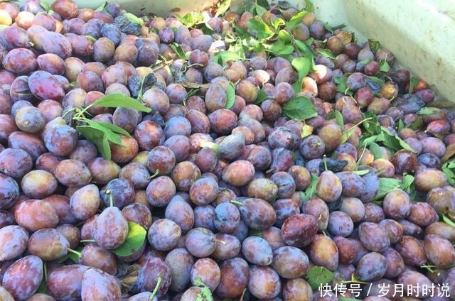 3年才挂果,进口的30一斤国产卖10元,但国产的果子没人认