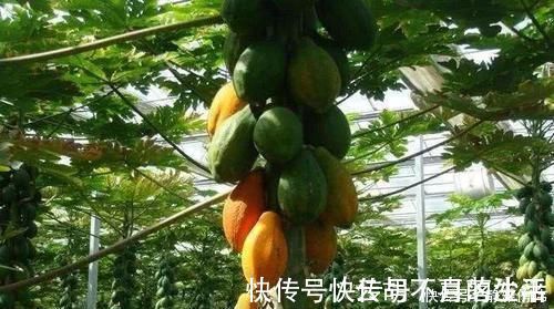 大克星|不起眼的它,竟是湿气“大克星”,没事喝一杯,湿气祛得一干二净