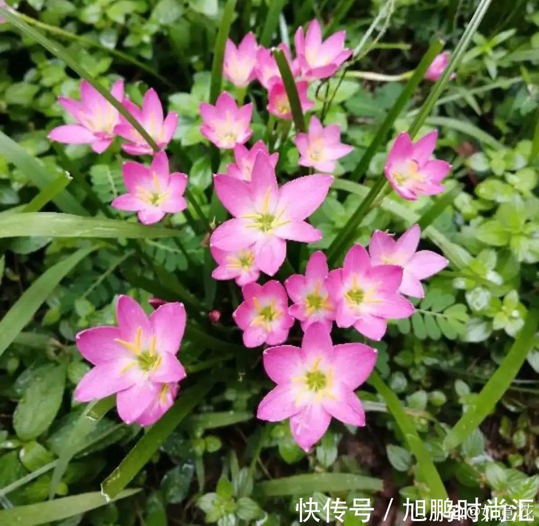 30种夏天花,热不死、晒不死,大半年都开花,还没病虫害