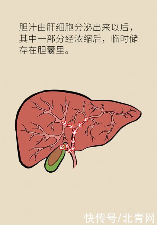 不吃早餐|长期不吃早餐可能被这种病盯上，送你饮食秘笈