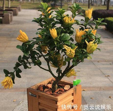 农村|这种花在农村到处都是,却是有钱人最爱养的盆栽,不仅招财还养人