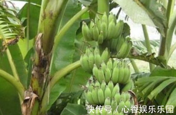 化学物质|女性不想皱纹爬满脸,常吃一果,呵护肠胃,排毒养颜,早知早受益