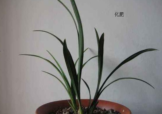 兰花生性娇贵不易种植，这里分享几个兰花用肥技巧，帮您种好兰花