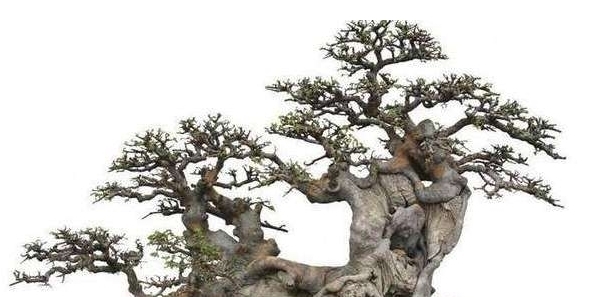 树桩盆景快速成型的方法,全在这里了!