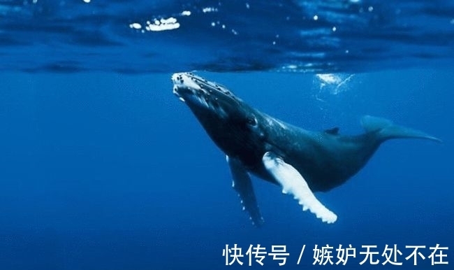 人类会刮藤壶海洋中鱼儿都知道了各个前来求助