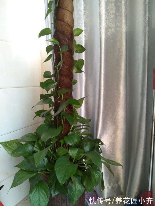 5种“助眠”花,最适合卧室养,好养易打理,整晚睡得香