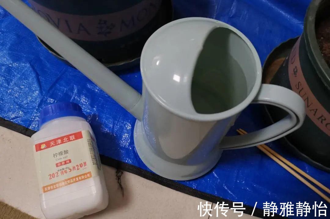花草|花盆里长出“白碱”不是好事，对花草危害大，学会这5个处理方法