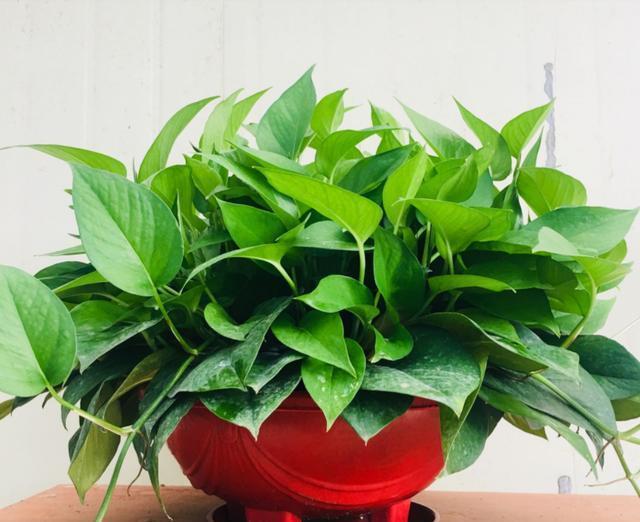 硫酸亚铁|40年老花友的养花浇水秘方，今天分享给大家