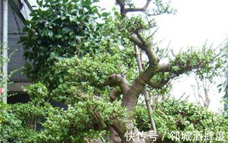 枝条|大妈养一株“象鼻”盆景, 从没人要变“万元级”, 才花3个月!