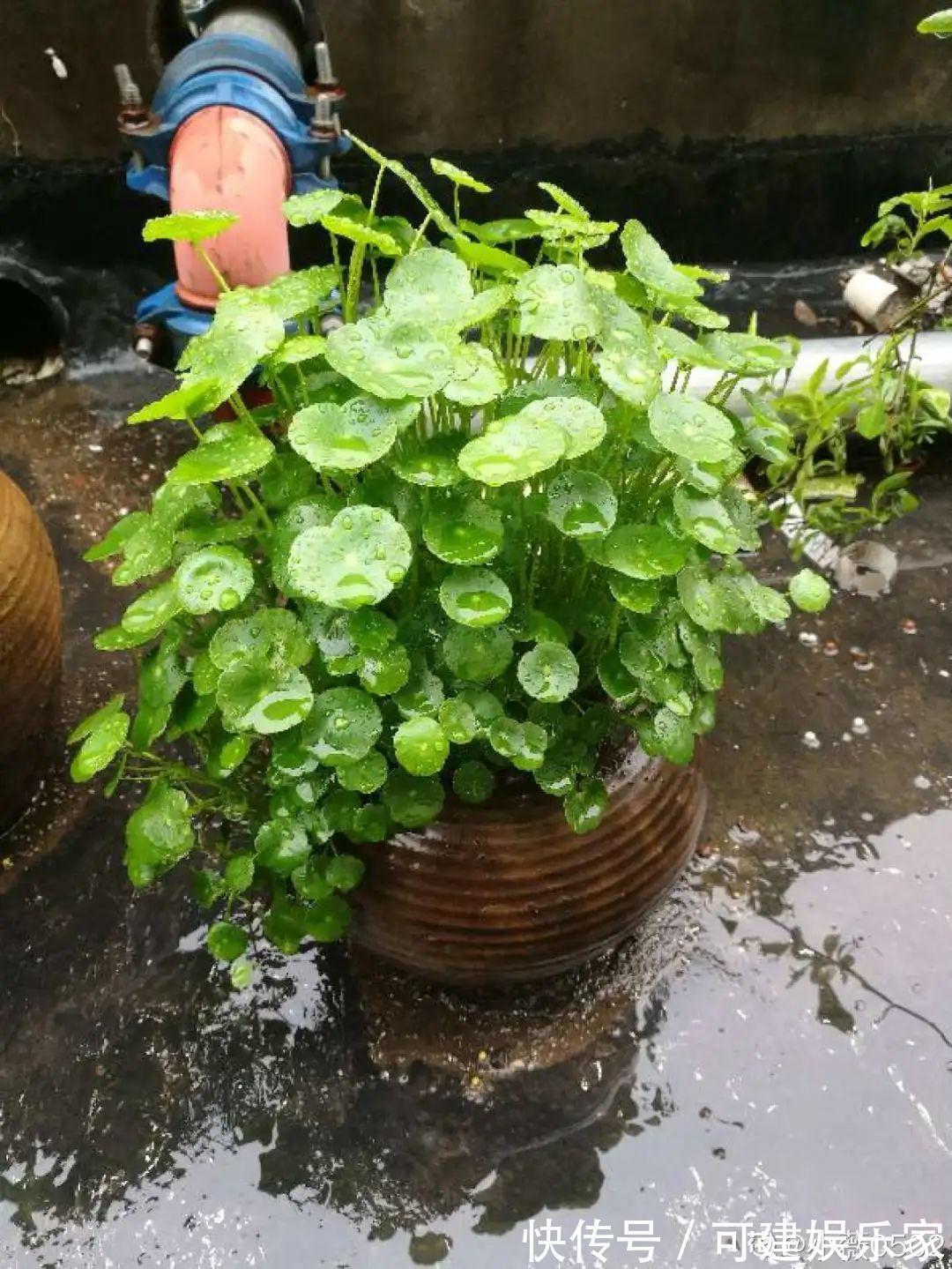 花花|“折腾不死”的10种花,咋养都爆盆,懒人最适合!