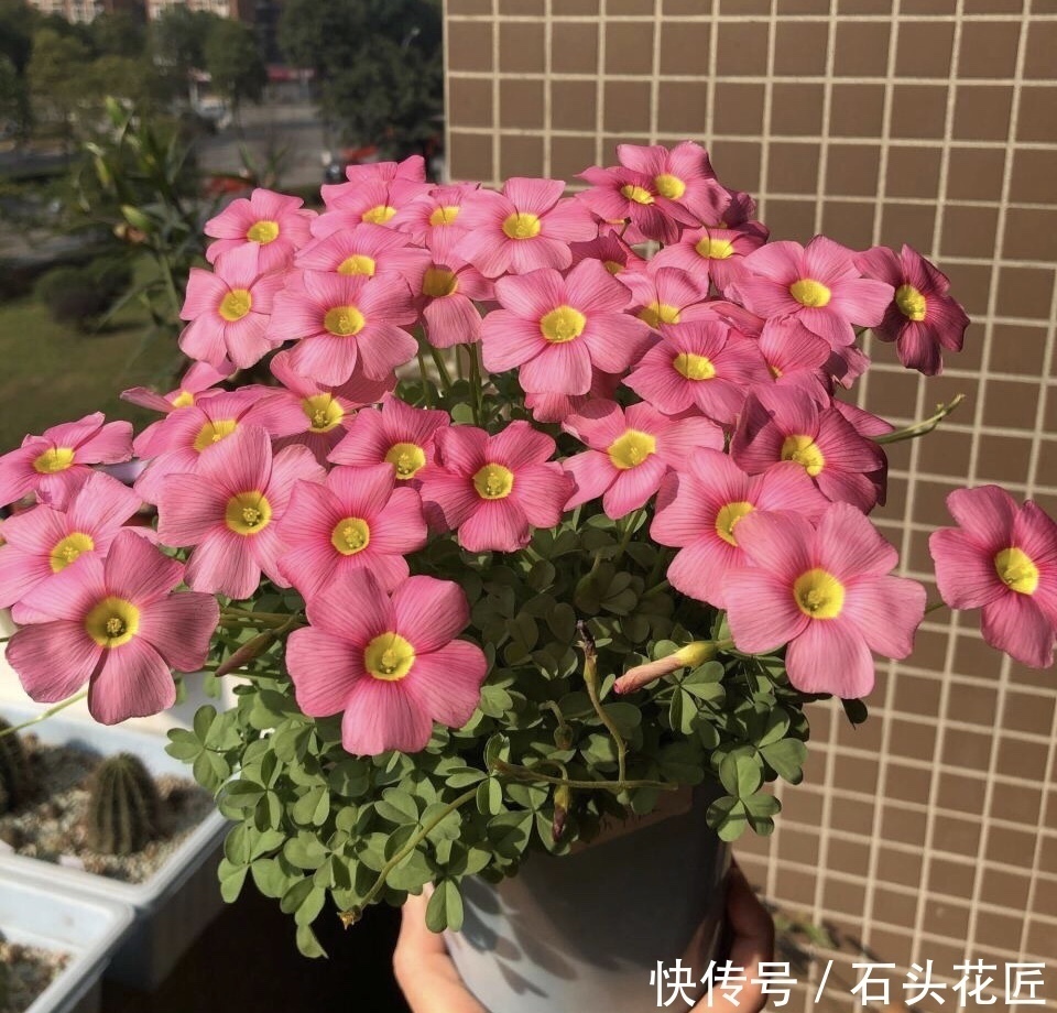 花友评选出6种“良心”好花,价格不高、花朵都是“高颜值”