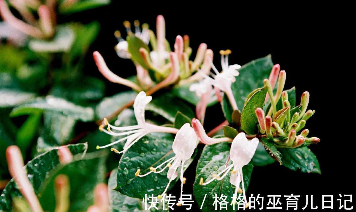 10月家中种3“养生花”,年年开花多又艳,做到人养花花养人