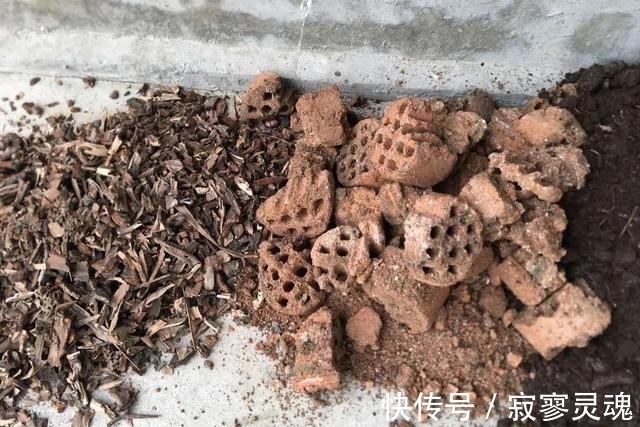 老花农教你这么做,花儿不积水不烂根,盆盆长的精神