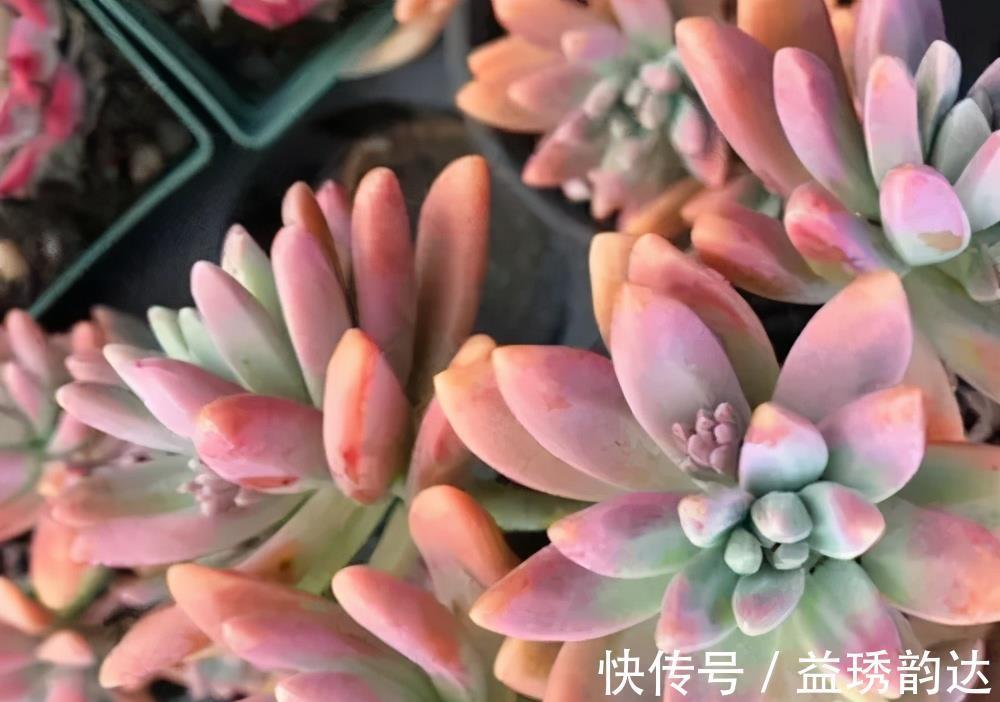 夏天|这些多肉夏天不休眠，耐热又耐晒，皮实好养状态美美哒