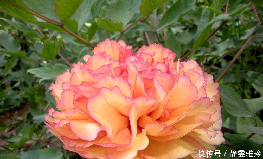 牡丹花的养殖方法，学会这几招，开花又大又美