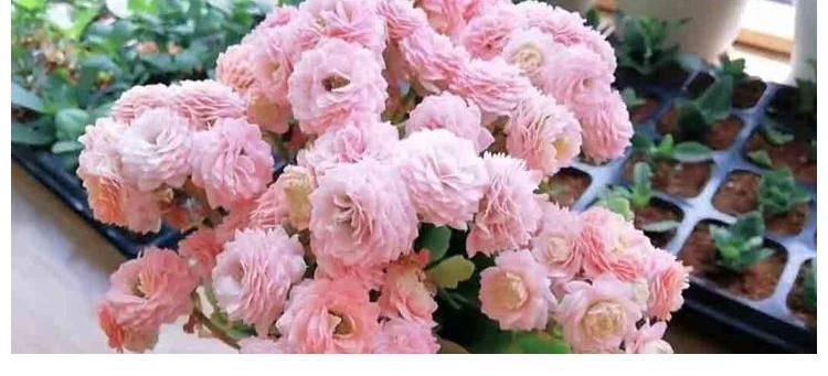 阳台上|冬季养长寿花,记住2点,叶肥厚油绿、花苞多花色美、灿烂盛开