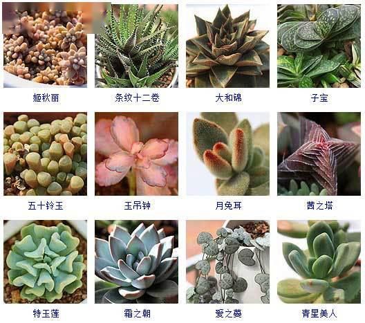 最新多肉植物图鉴大全