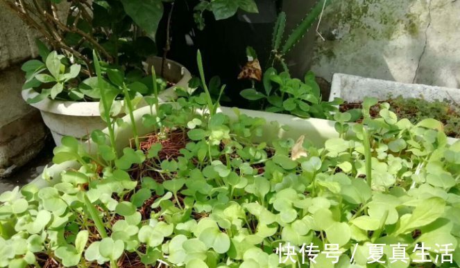 种菜|别人养花，她却种一楼顶菜，多得吃不完都送邻居了