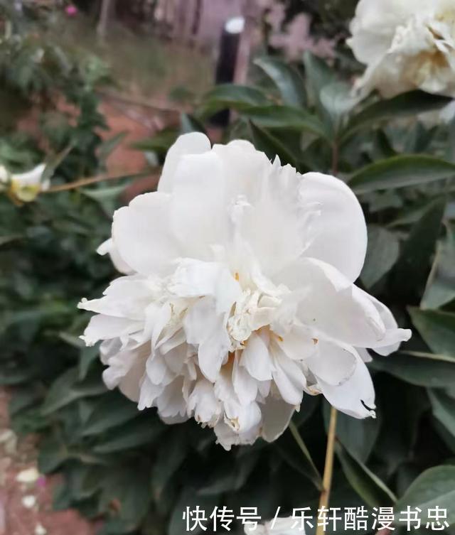 图片|漂亮的花卉图片欣赏