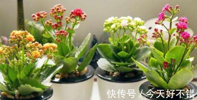 想要长寿花快速开花,用上1种肥,光照水分此样做,很简单