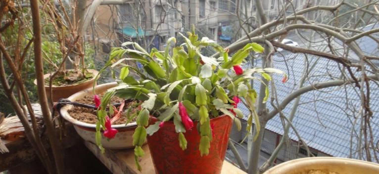 别发愁，养花不会施肥啦，用这3样有机肥，好用又不烧根