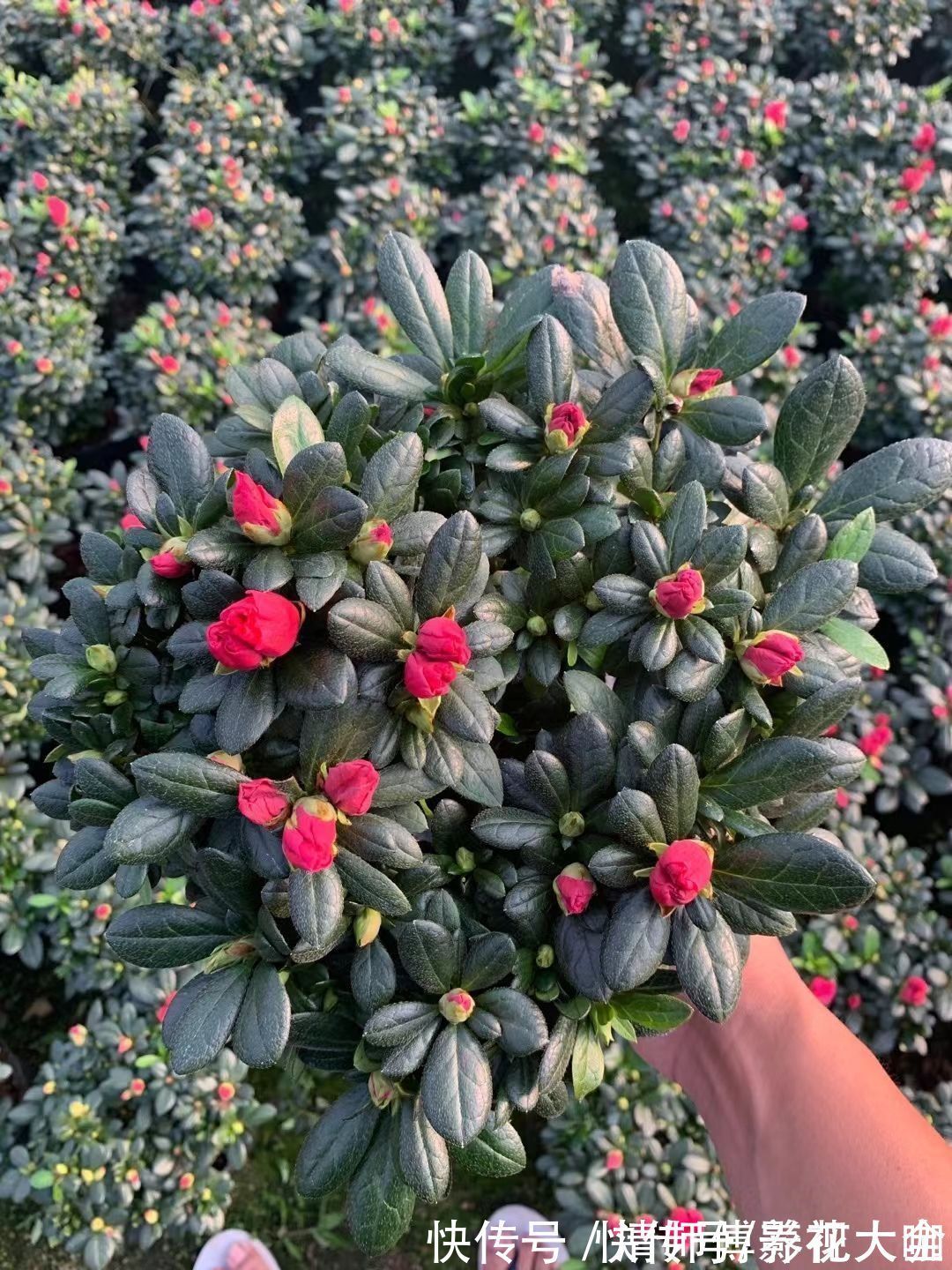 光照|9种花,光照时间越短越容易爆盆,晒太久反而不开花