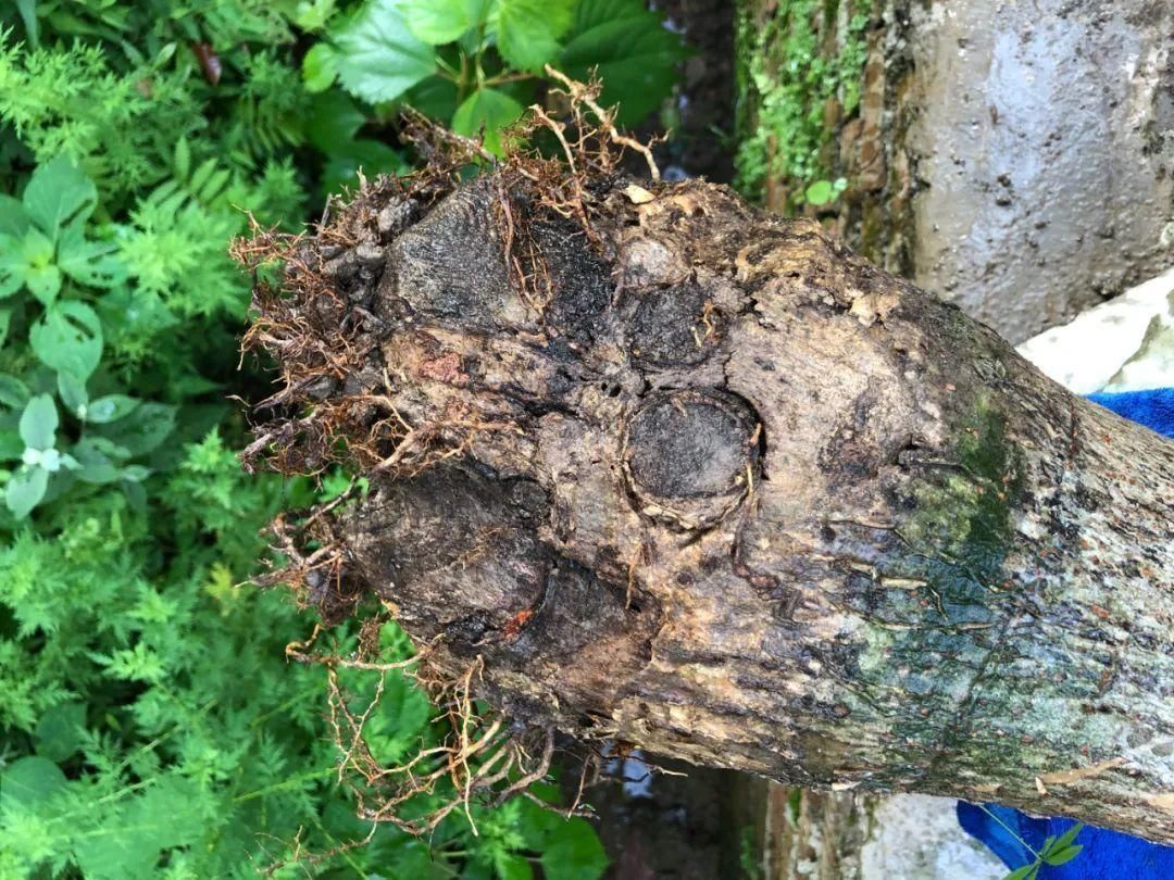 买的花总不活,秘密全在花盆里,搬起来看看才知道