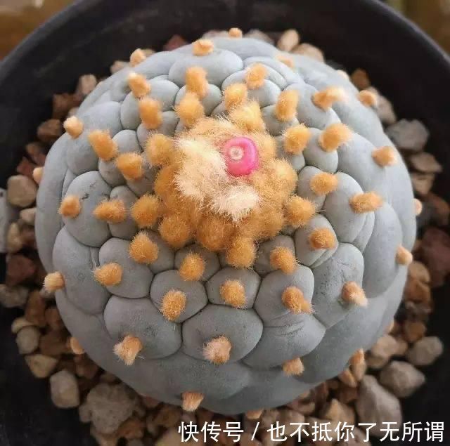 龟甲牡丹|世界上最名贵的花,一盆就是一座房子!