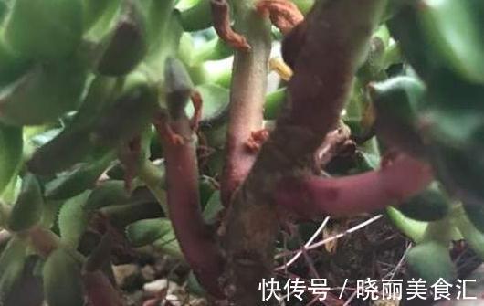 多肉植物知识知多点,蒂亚多肉很爱长气根,大家知道是什么原因吗