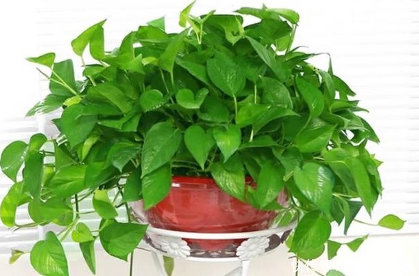 养绿萝这点最关键,叶子绿油油,新芽蹭蹭冒,1个月爆成绿瀑布!