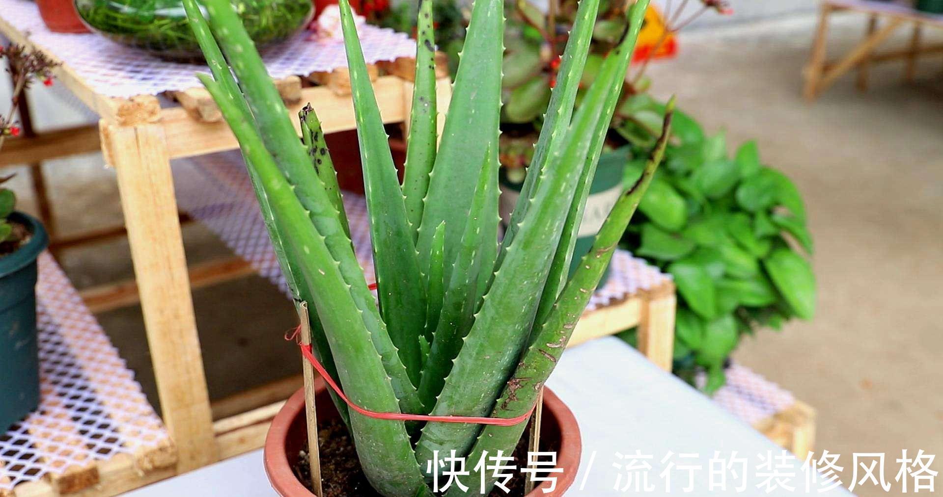 芦荟“真好养”，长了3米高，长成芦荟大树，叶子太厚，吃不完