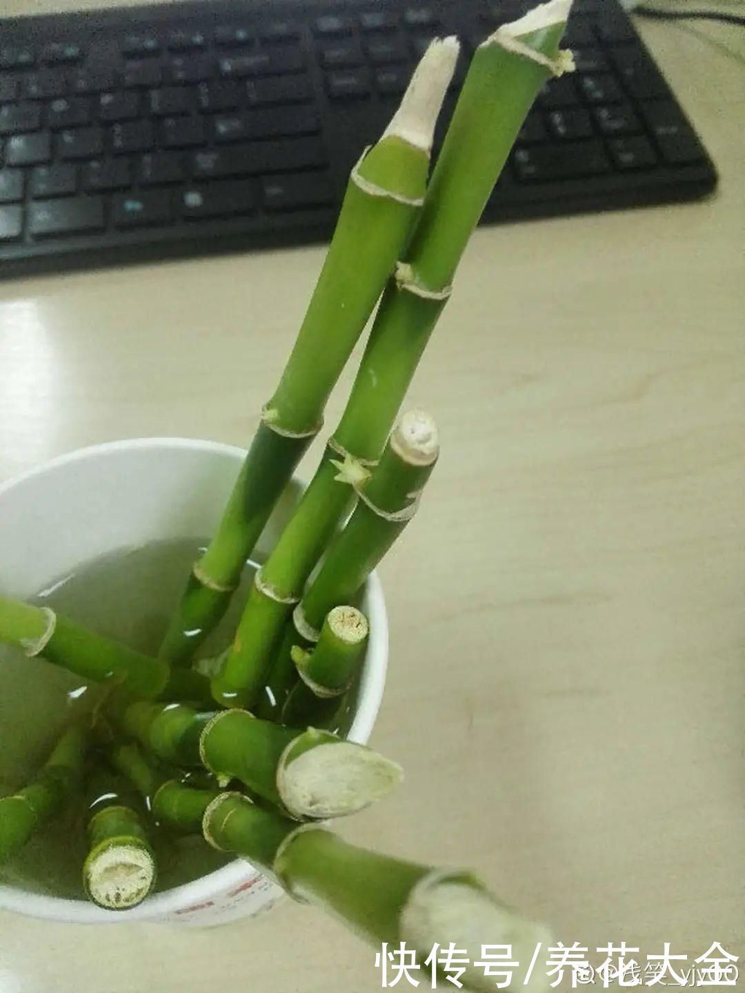 生根|6种花夏天扦插，枝条剁8段、撒土里，3岁小孩都能插活