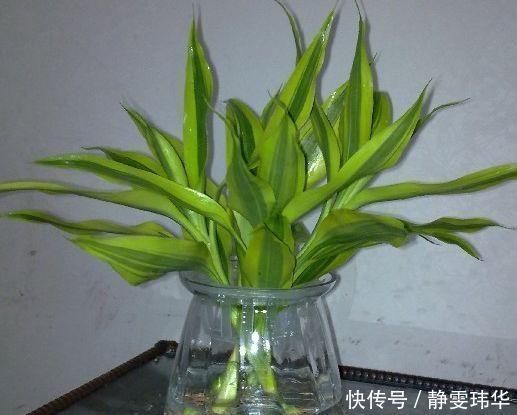 有5种万能“扦插水”,制作方便,不管什么插穗,只要一泡就生根