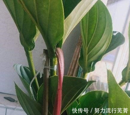 浇水|5种花就是“大水桶”,一天不浇水也不行,叶子很快就会干!