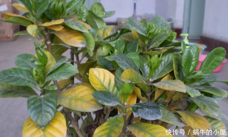 养殖|夏天,这4个地方不合适养花,该早点转移!