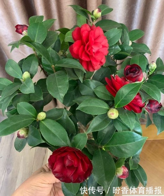 3月前后天气渐暖,养这几样植物,舍得撸叶子摘顶才能开花越漂亮