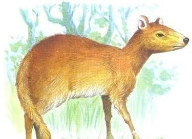 被称最孤独动物！全球仅剩2只雄斑鳖：一只在中国